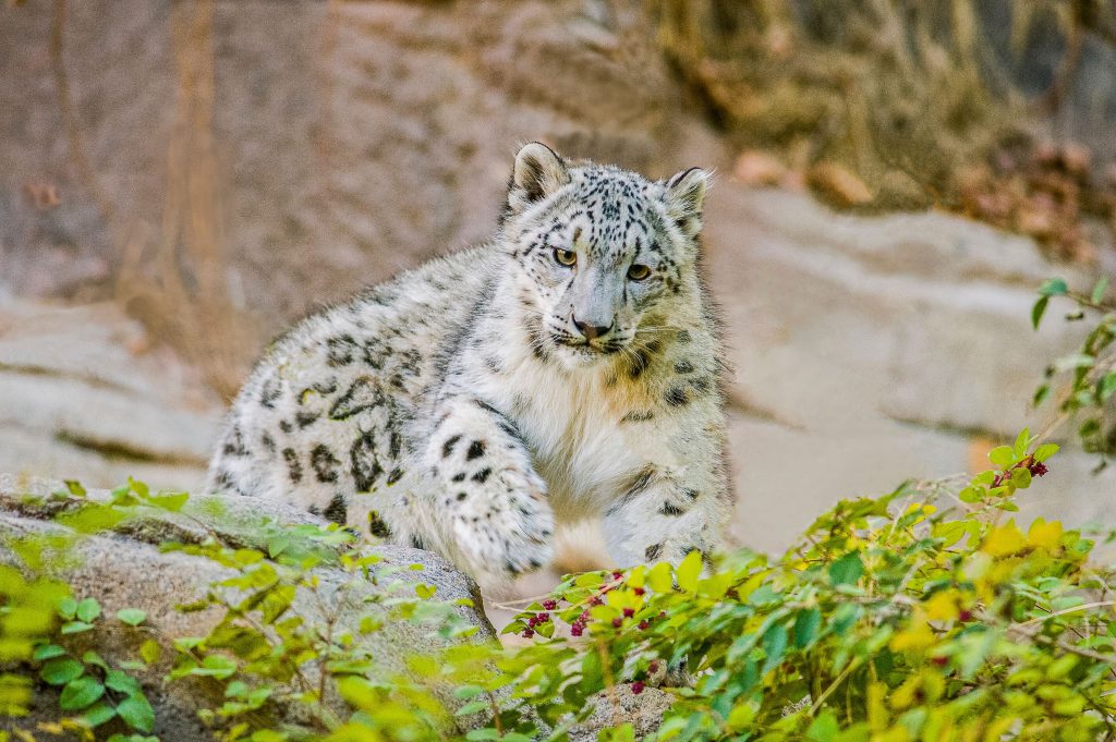 Endangered snow leopard, Hogle Zoo in Utah USA